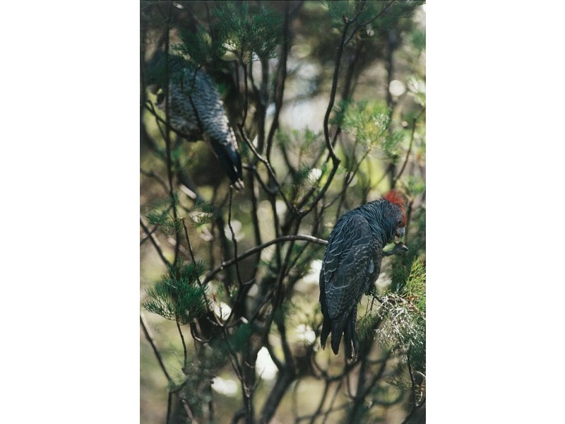 251 Hat Hill Road, Blackheath NSW 2785