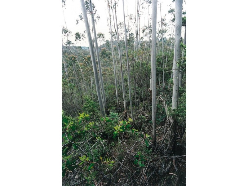 251 Hat Hill Road, Blackheath NSW 2785