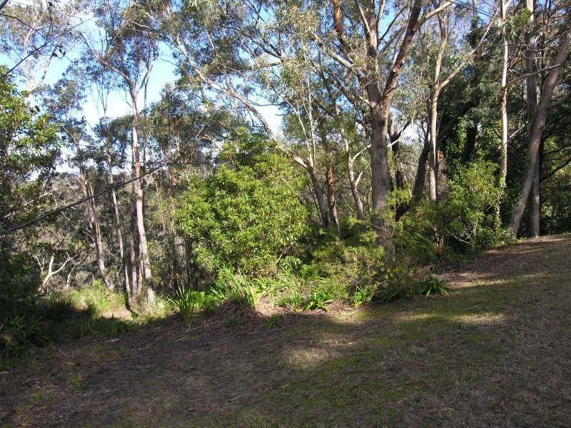 53-55 Henderson Road, Wentworth Falls NSW 2782