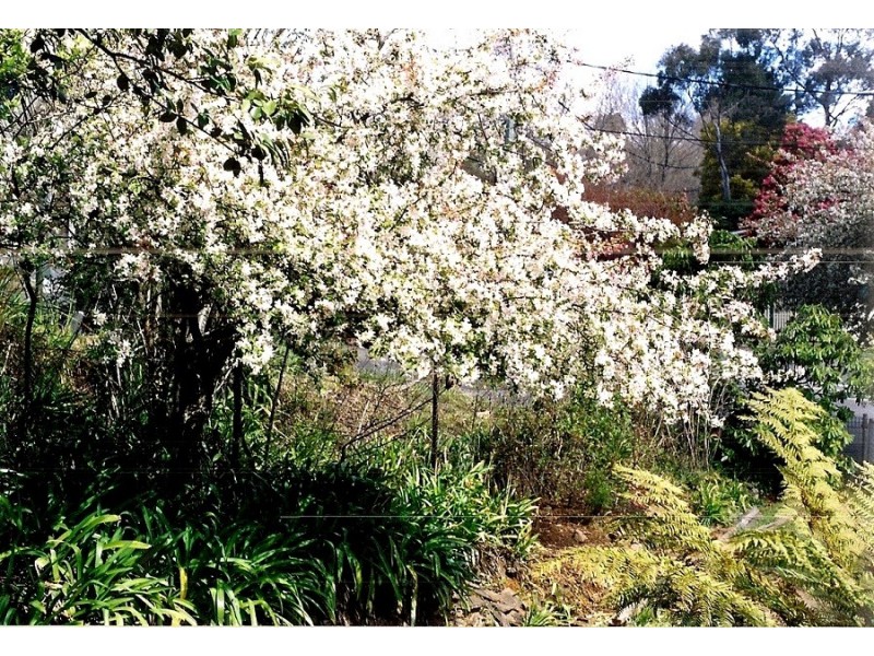 41 Camp Street, Katoomba NSW 2780