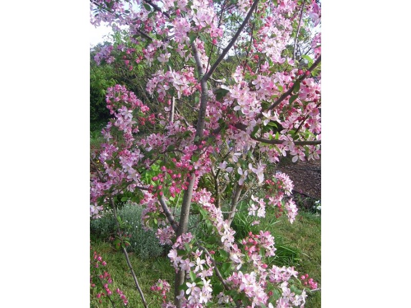 28 Shortland Street, Wentworth Falls NSW 2782