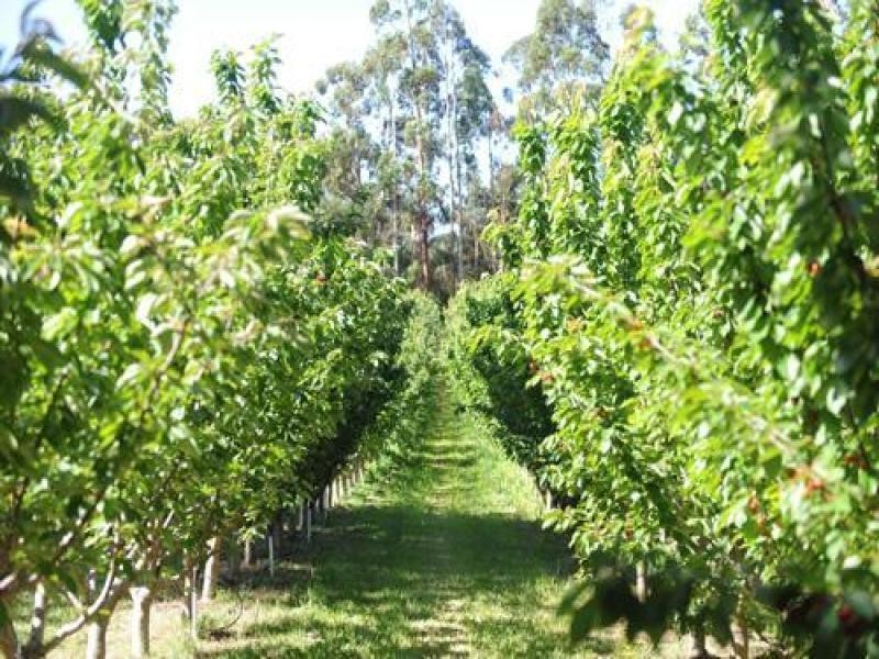 Lot 5 Dohle Road, Mount Gambier SA 5290