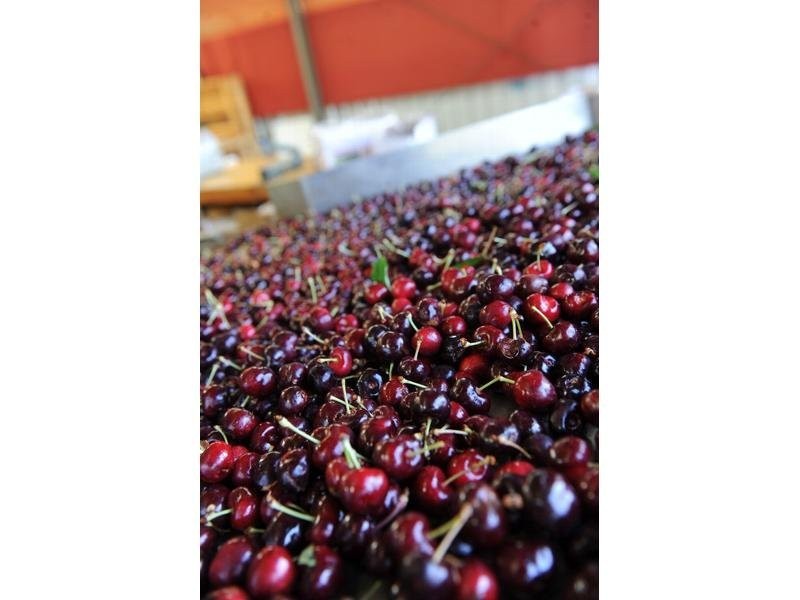 Lot 5 Dohle Road, Mount Gambier SA 5290