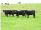 348 Walker Road, Mount Gambier SA 5290
