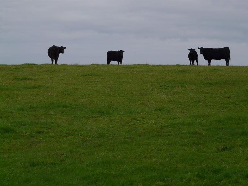 348 Walker Road, Mount Gambier SA 5290