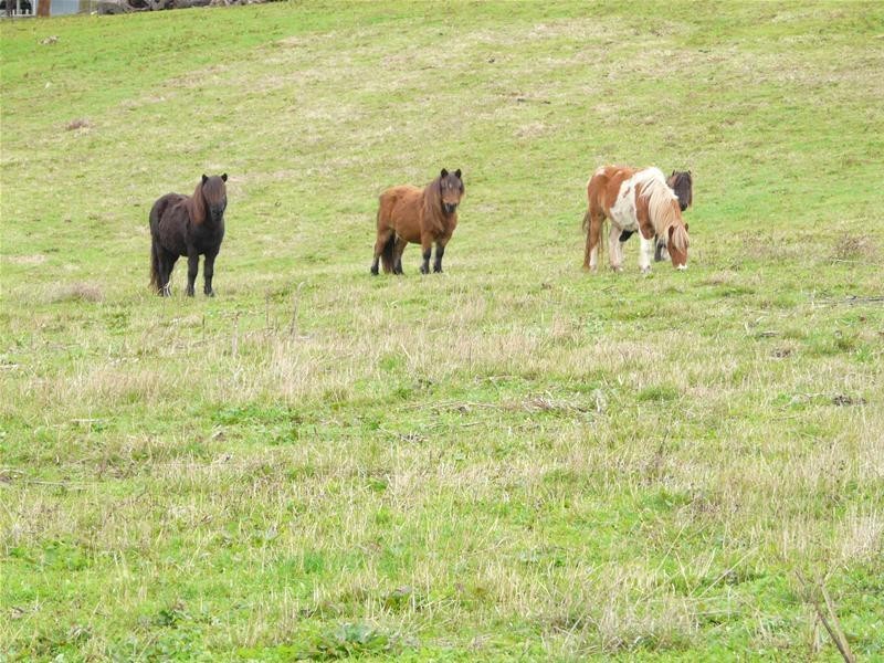 348 Walker Road, Mount Gambier SA 5290