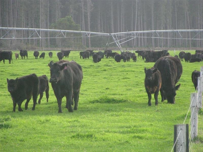 100 Crowes Road, Kongorong SA 5291