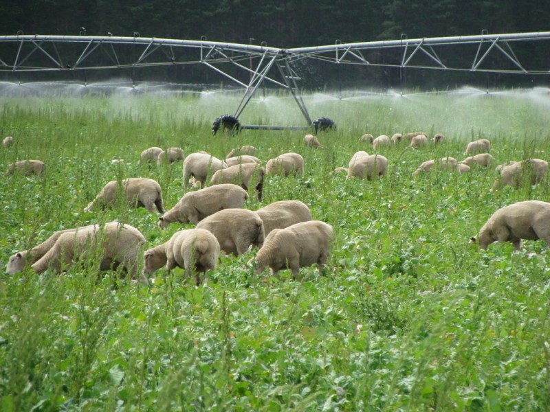 783 Burrungule Road “Slaters”, Kongorong, Burrungule SA 5291