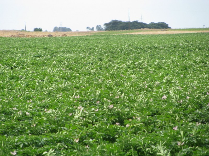 783 Burrungule Road “Slaters”, Kongorong, Burrungule SA 5291