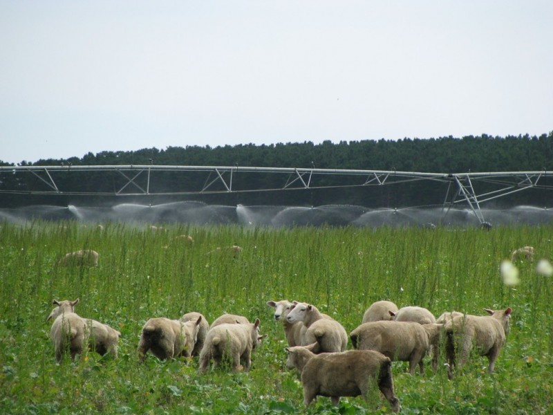 783 Burrungule Road “Slaters”, Kongorong, Burrungule SA 5291