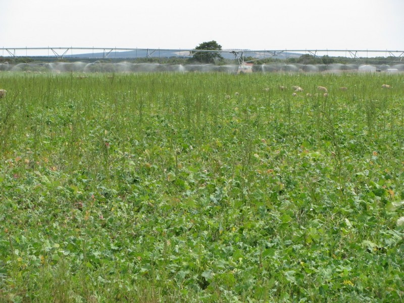 783 Burrungule Road “Slaters”, Kongorong, Burrungule SA 5291