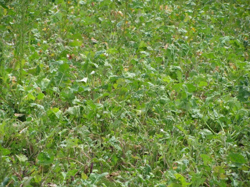 783 Burrungule Road “Slaters”, Kongorong, Burrungule SA 5291