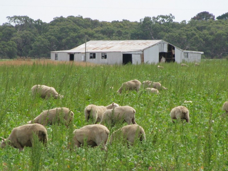 783 Burrungule Road “Slaters”, Kongorong, Burrungule SA 5291