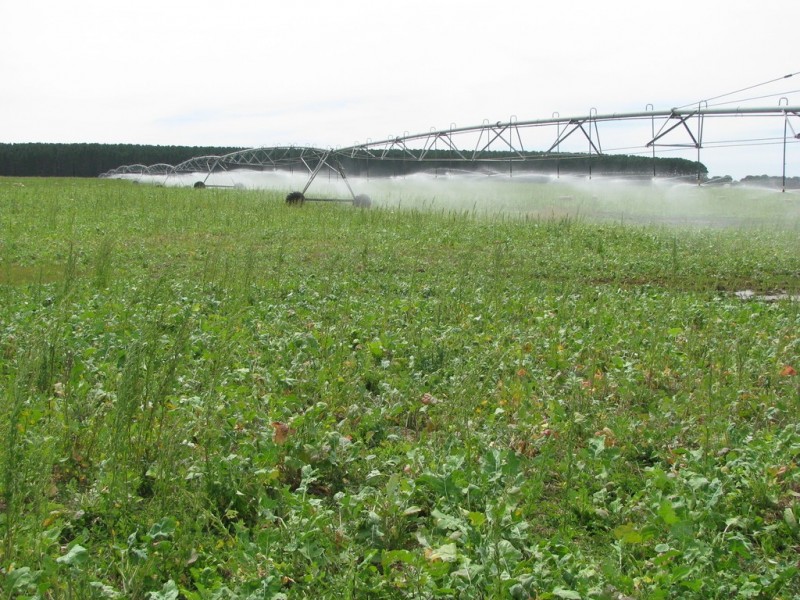 783 Burrungule Road “Slaters”, Kongorong, Burrungule SA 5291