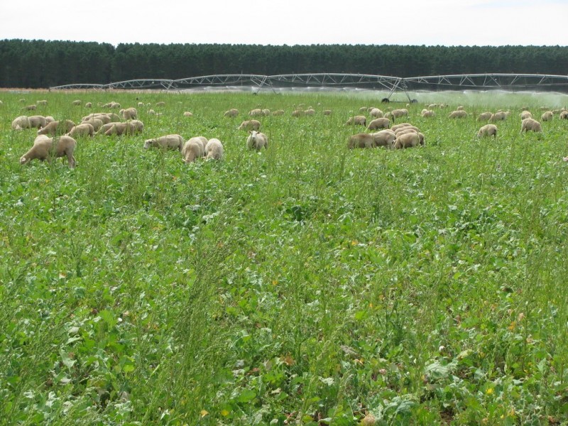 783 Burrungule Road “Slaters”, Kongorong, Burrungule SA 5291