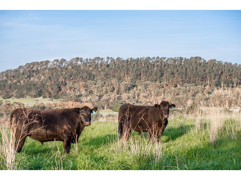 367 Carpenter Rocks Road “Yallambee”, Moorak SA 5291