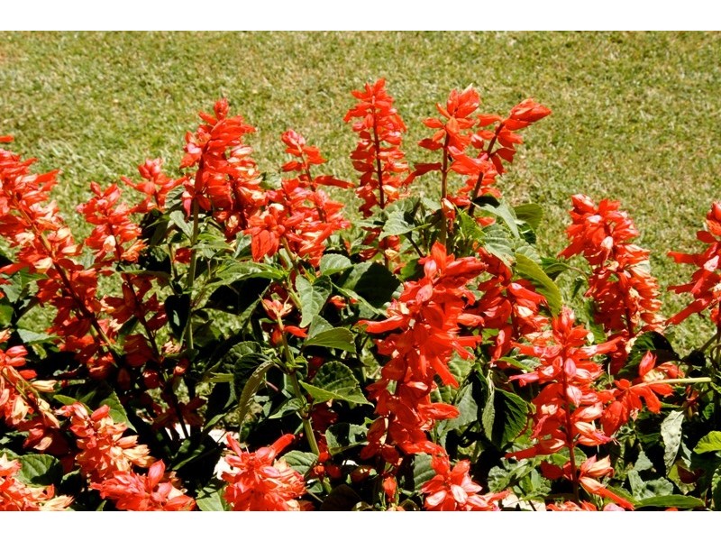 Lot 20 Wandilo Road, Mount Gambier SA 5290