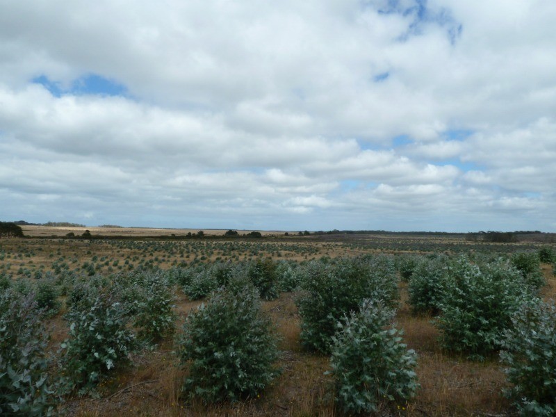 0 Mount Kincaid Road, Mount Richmond VIC 3305