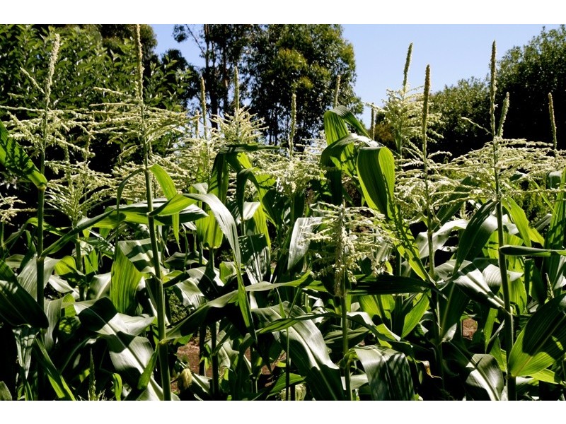 Lot 20 Wandilo Road, Mount Gambier SA 5290