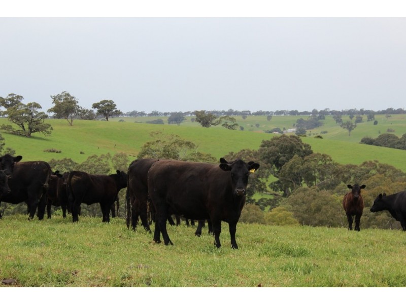 1234 Tea Tree Creek Road, Harrow VIC 3317