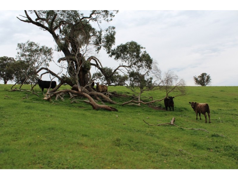 1234 Tea Tree Creek Road, Harrow VIC 3317