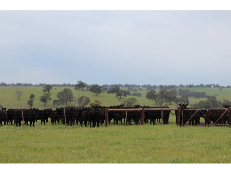 1234 Tea Tree Creek Road, Harrow VIC 3317