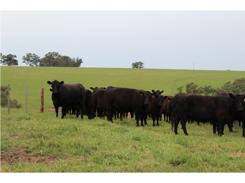 1234 Tea Tree Creek Road, Harrow VIC 3317