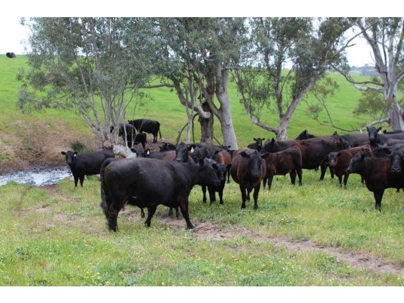 1234 Tea Tree Creek Road, Harrow VIC 3317