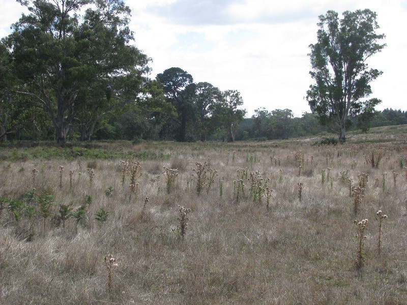 Lot 6 Grubbed Road Myaring, Strathdownie VIC 3312