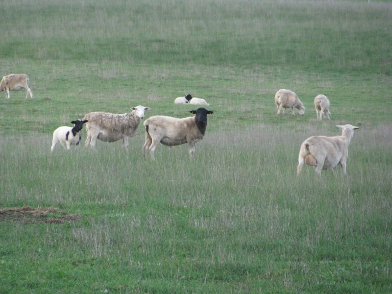 Lot 436 Hollis Road, Compton SA 5291