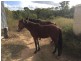 1416 Lowmead Road, Colosseum QLD 4677