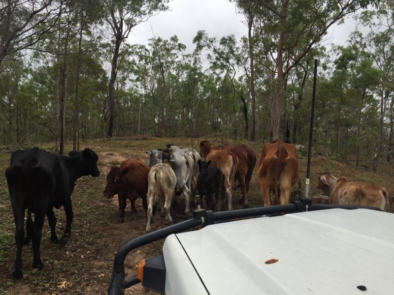 Lot 2 Lowmead Road, Lowmead QLD 4676