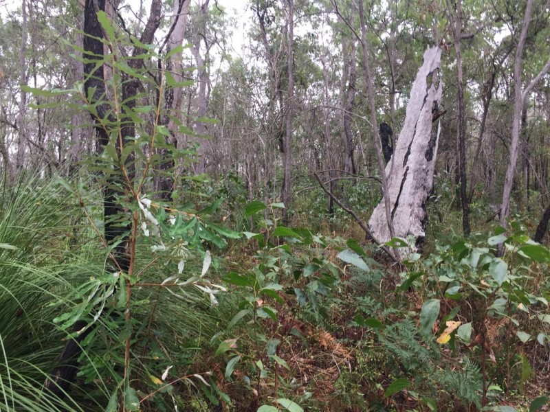 Lot 2 Lowmead Road, Lowmead QLD 4676