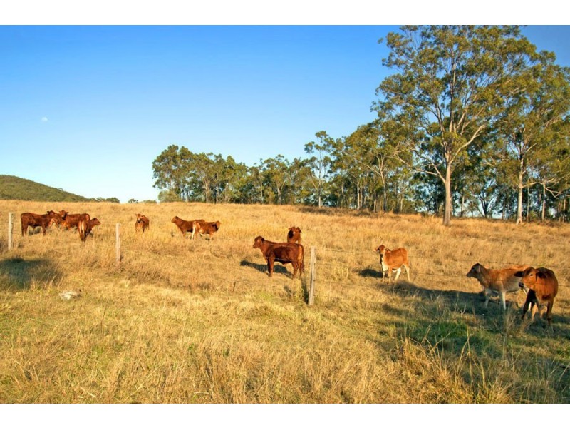 537 Hallorans Road, Mount Tom QLD 4677