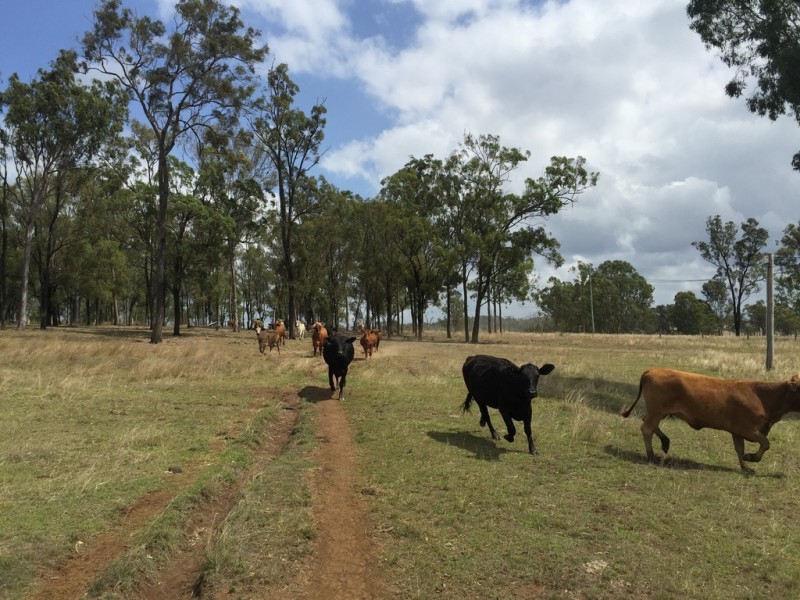 Lot 1 Old Gayndah Road, Morganville QLD 4671