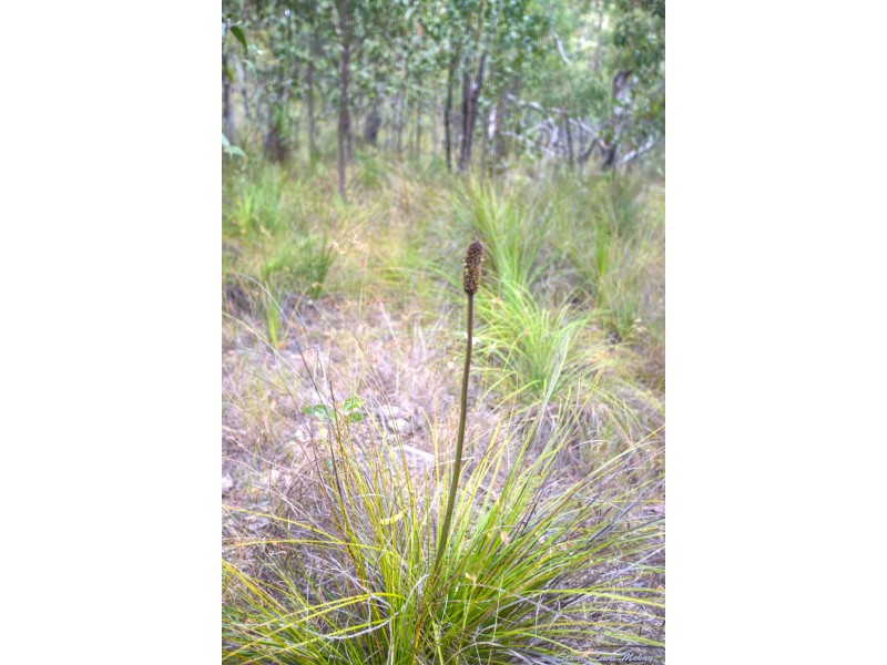 216 Davies Road, Captain Creek QLD 4677