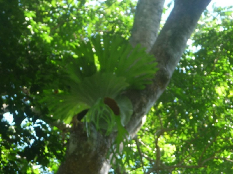 lot 64 CREEVEY DRIVE, Captain Creek QLD 4677