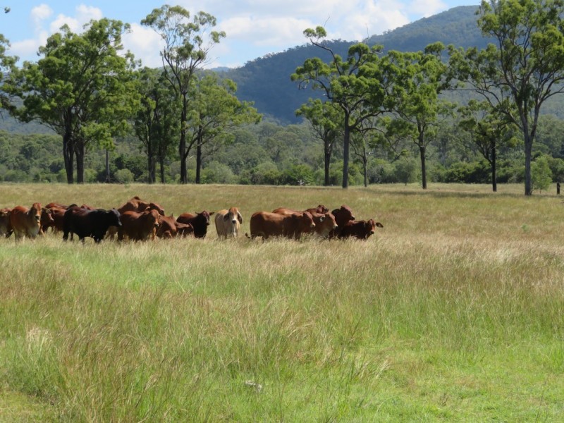 820 Blackman Gap Road, Colosseum QLD 4677