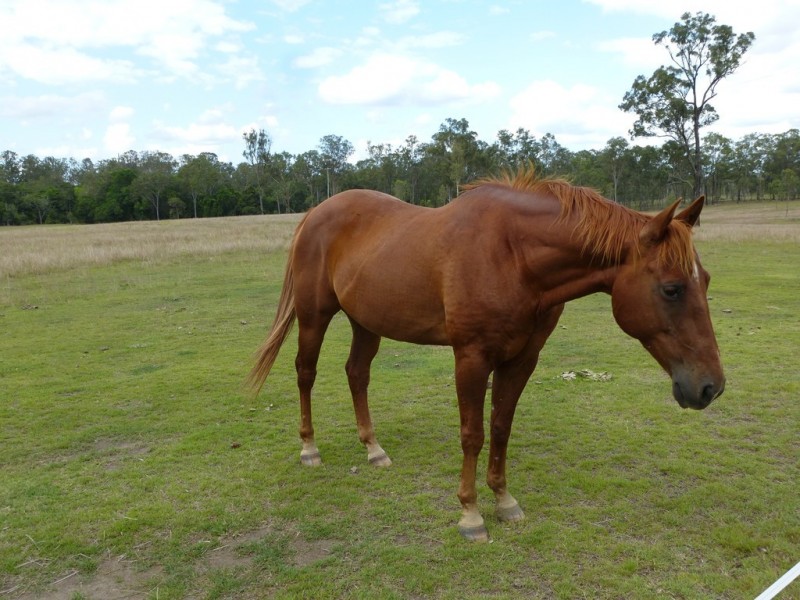 820 Blackman Gap Road, Colosseum QLD 4677