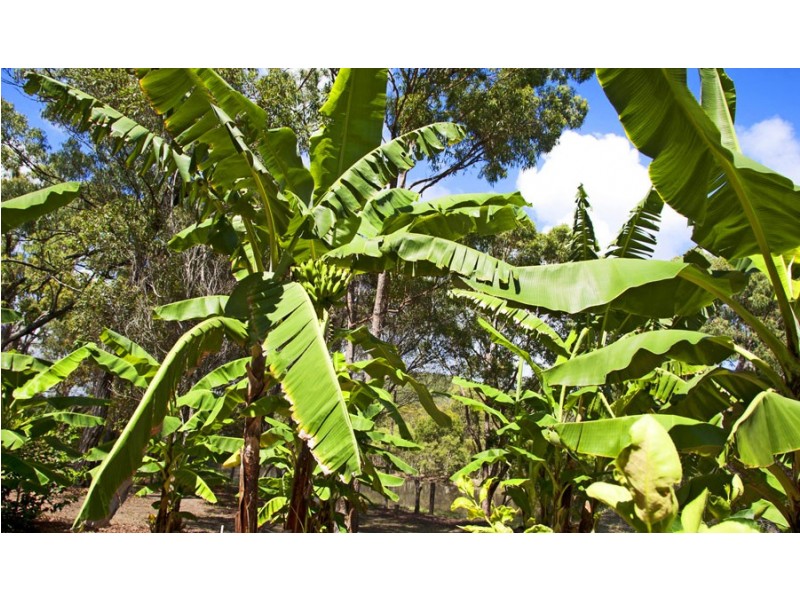 37 Wilson Drive, Agnes Water QLD 4677