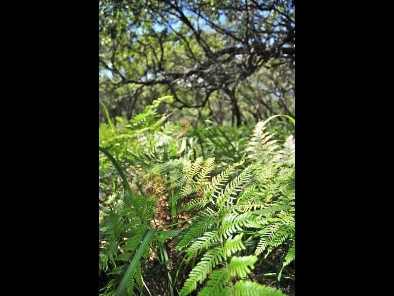 Lot 166 Sunbird Drive Sunrise at 1770, Agnes Water QLD 4677