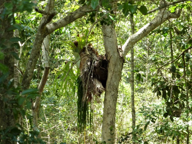 Lot 116 Blackman Gap Road, Colosseum QLD 4677