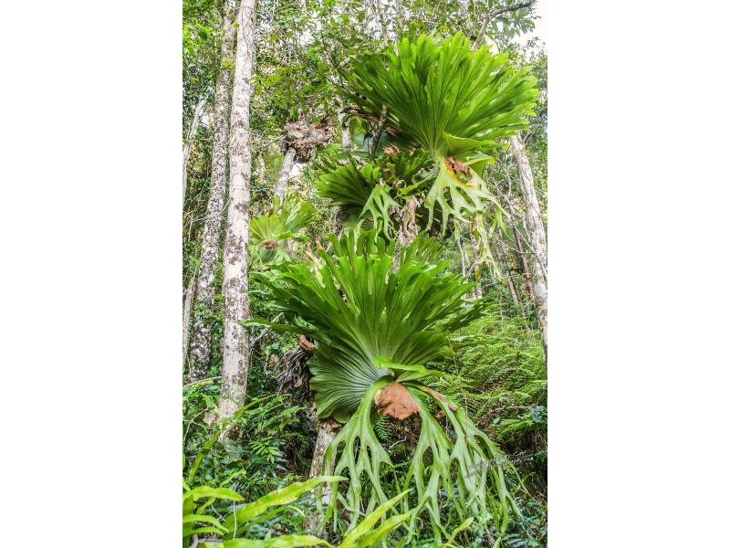 1222 Round Hill Rd, Captain Creek QLD 4677