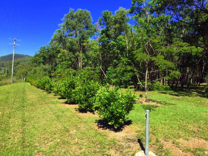lot 195 Countess Russell, Agnes Water QLD 4677