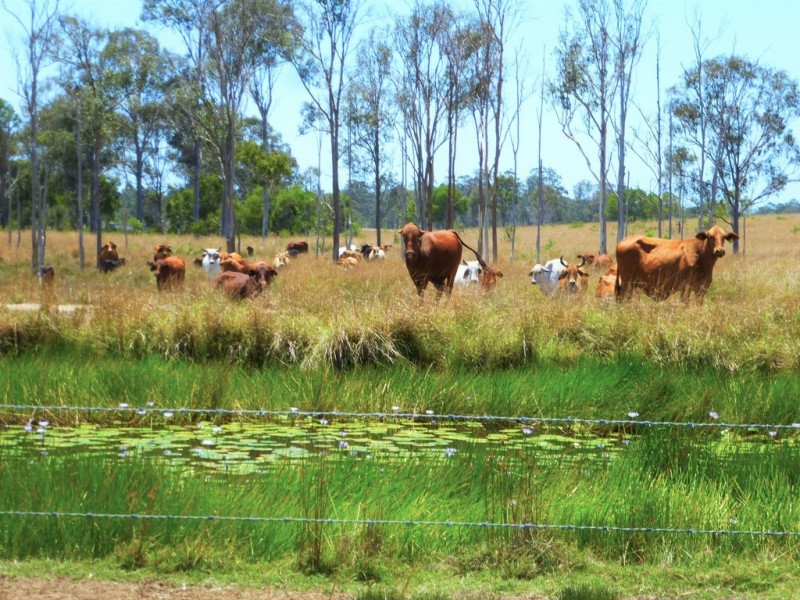2898 Rosedale Road, Yandaran QLD 4673
