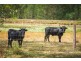 1010 Round Hill Road, Captain Creek QLD 4677
