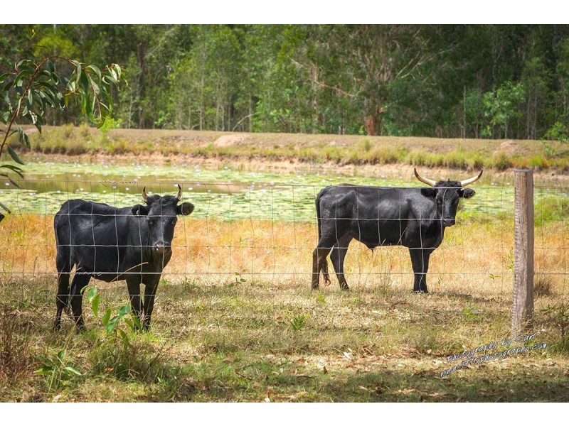 1010 Round Hill Road, Captain Creek QLD 4677