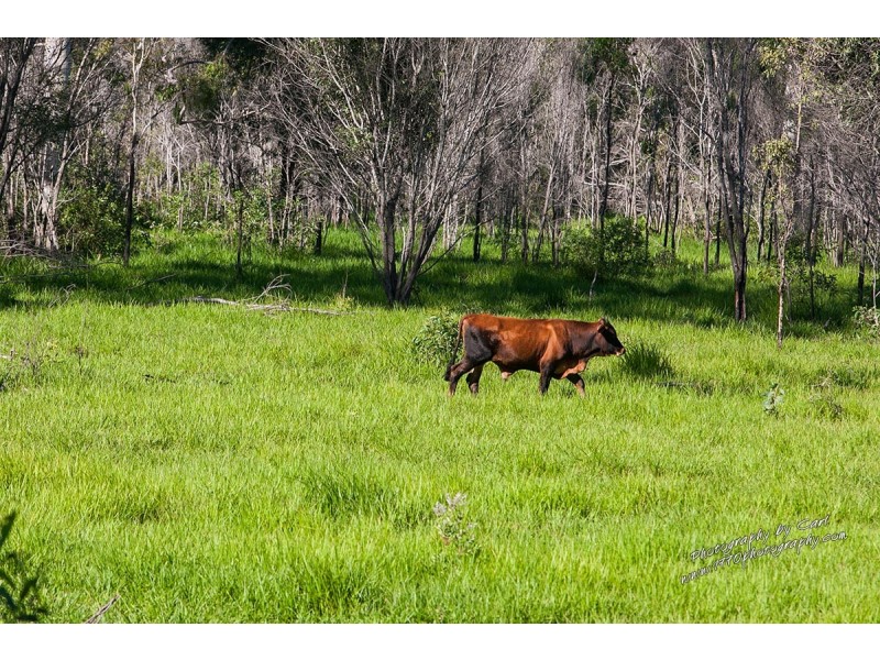 1222 / Lot 1 Round Hill Rd, Captain Creek QLD 4677