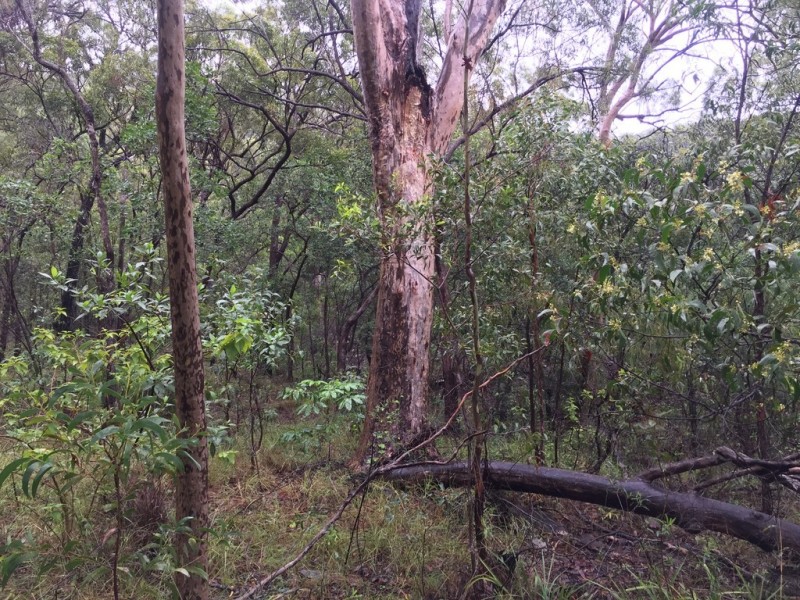 Lot 155 Josefski, Agnes Water QLD 4677