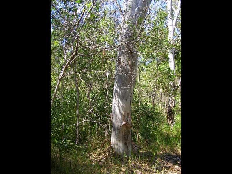 Lot 489 Wilson Drive, Agnes Water QLD 4677